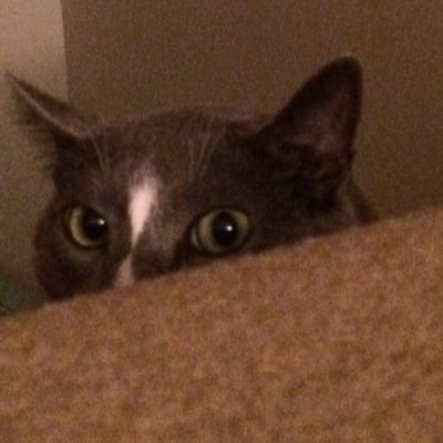 sbc_cat's profile picture. I am part of the most purrfect denomination.