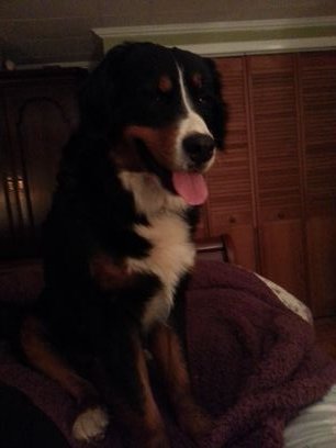 penguingram45's profile picture. 