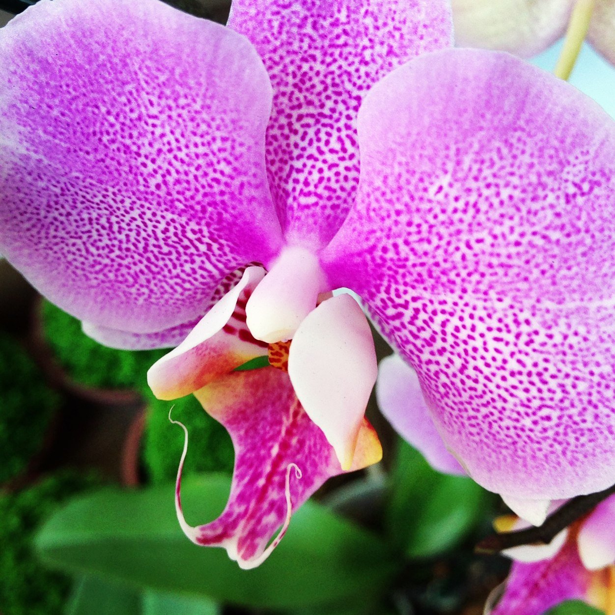 As mais belas fotos de flores e plantas da minha casa, meu jardim e do mundo... Enjoy!!!