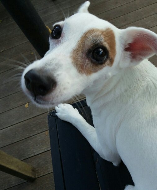 Jack Russelle Terrier, was born in Bangkok, Thailand year 2007 It's a lovely girl.