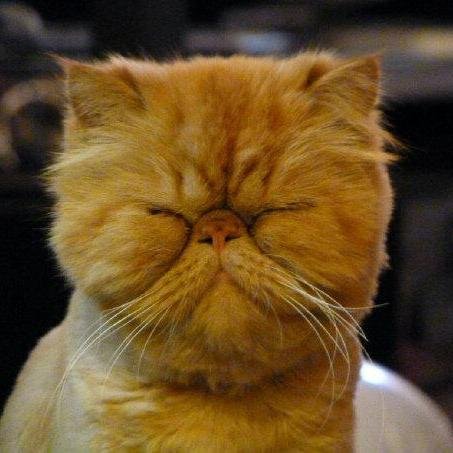 Samsquanch, A Hilarious Orange Persian Boy That Is Always Dressed to Impress and His Crazy BFF Sassy...