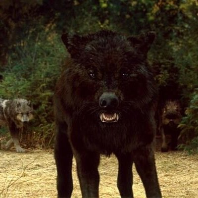 Im Silver Alpha female of the Dark Blood pack Im the God of Death Ima shapeshifter & a elemental wolf Nut up or shut up Fudge-Bucket My owner is @GohanLegendary
