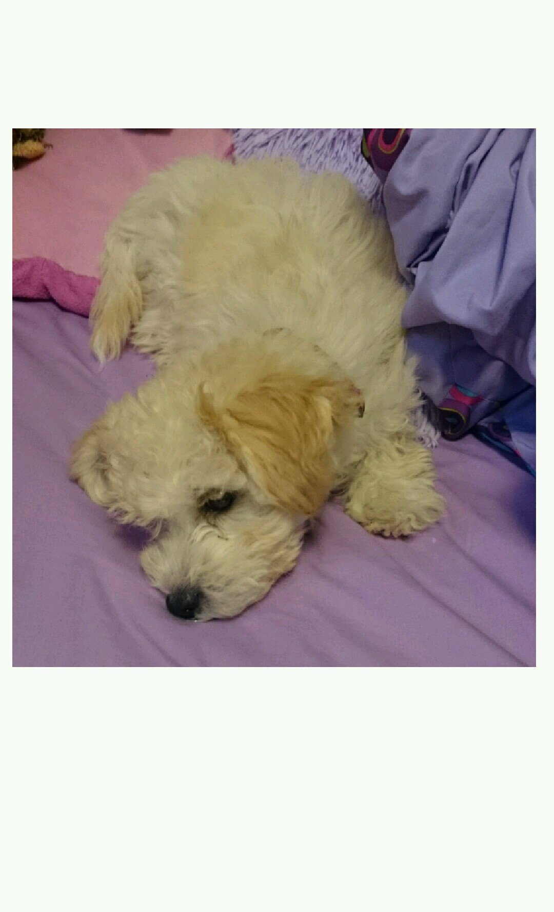 lex_farrell's profile picture. It's a dog eat dog world. Good thing I only eat cat food