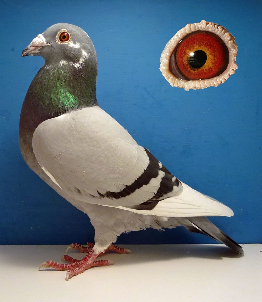 Very successful racing pigeon & breeding stud in the UK. Leen Boers, Janssen, Van Loon, Aarden, Dennis Ford, Dai Evans strains at stock inc 12 x 1st Nat winners