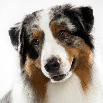 PAustraliano's profile picture. 