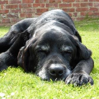 bickers615's profile picture. A very gifted second row forward from Hartlepool Rovers and BBOB.