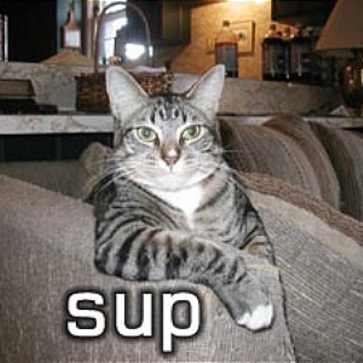 Meow