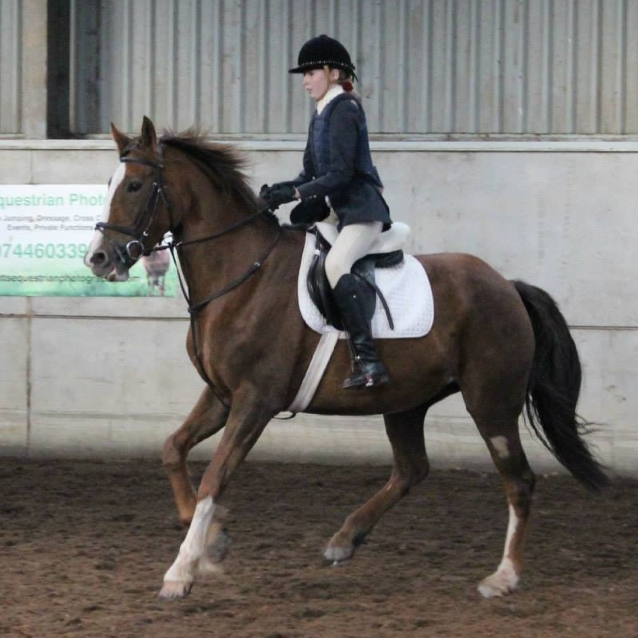 14yo, Show Jumping, I own a 16hh 7yo, that is still in a 4yo's body! but i love her for it! She is learning the ropes and will hopefully be a future star!