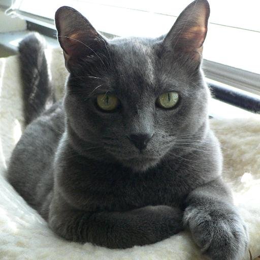 hurricat1's profile picture. It's all good