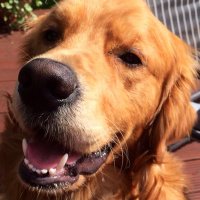 Bear (@wheresbear) 's Twitter Profile