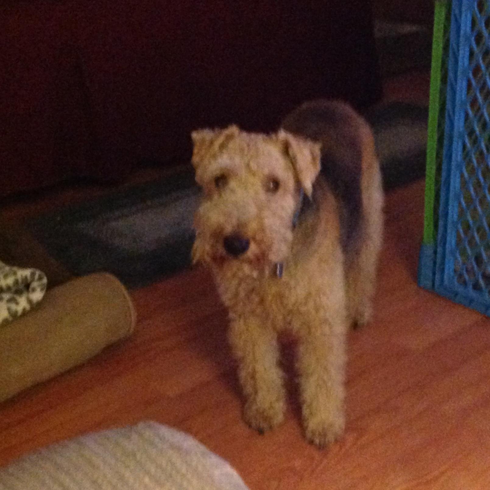 http://t.co/XzBTHC018n   Hi! I'm Tagger and my step sister Roxy are both Welsh Terriers.