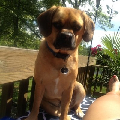 I am Perry the Puggle. Tabitha and Taylor are my owners. I enjoy chewing things and pooping on the floor. rest in peace to my brothers Fumble and Bob. ❤️