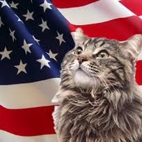 meleedesign's profile picture. Trials' tribulations. Im a cowboy just pissin’ through