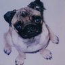 chukodes's profile picture. パグ大好き😘最近は熊五郎マー君もたまに出演しています😉主に日々の出来事を楽しく可笑しく🤣ムッチのパグコレ❤ムッチのリメイク👜👗そしてたまにゴルフ⛳☀️💦皆さんヨロシクお願いいたします。