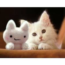 i love cats and i have ten cats i saved a cat from under a car