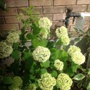 Martha Jansen - @martahans19 - Twitter