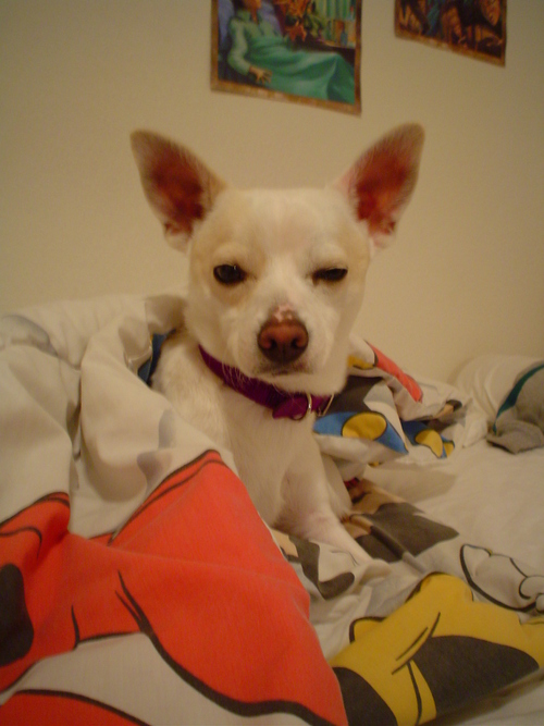 zeroparadize's profile picture. 