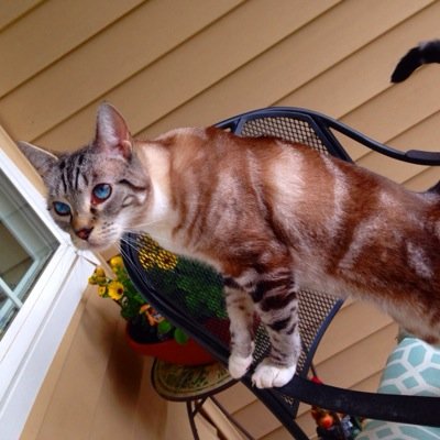 I am a 4 year old Siamese mix. I love to play, make very funny purrs sounds, and I like to talk/chirp a lot. Follow me on Instagram @frankieblue2012