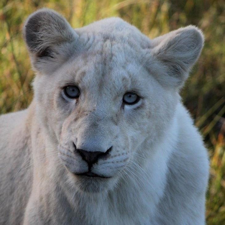 Shes a white lioness cub the only white lioness cub of her kind shes alone and is desperately looking for a pride of her own to love her she wants a family