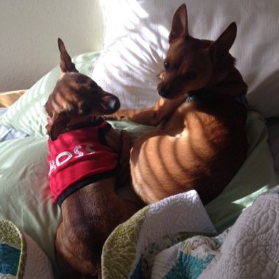 Chiweenie Owner? Small Dog Owner? Obsessed with your baby? I know I am :)
