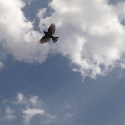 CoachGhid's profile picture. Coaching… is turning flapping into soaring What do you want to soar in? A LIFE COACH موجهة ومرشدة حياة