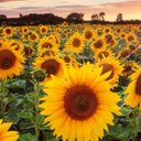 Sharon Dills - @SharonNDills - Twitter