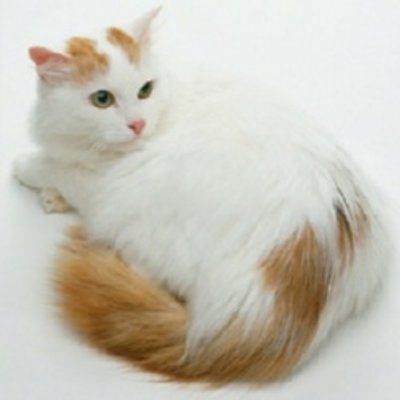 ターキッシュバン Tuva Neco Twitter