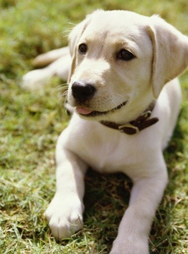 BestBarkCollars's profile picture. Is your dog's barking causing you problems? Find out the best methods to create a quieter and happier environment in your home! http://t.co/eXZ5x7jCSc