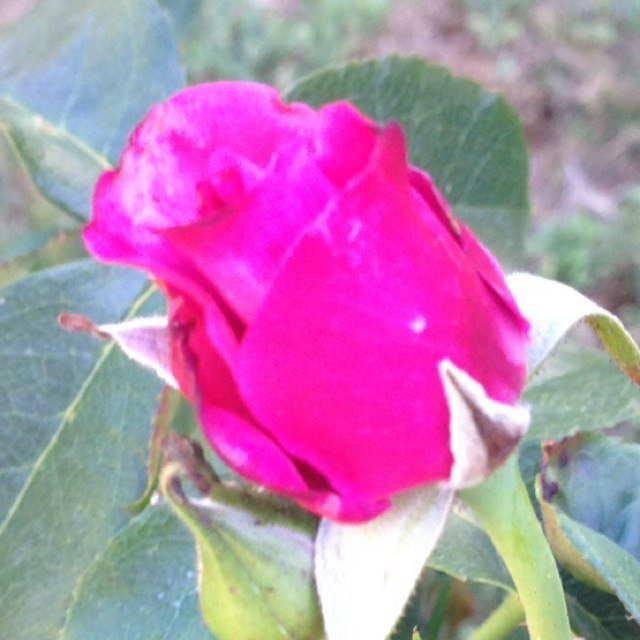 Zeydamerg's profile picture. 