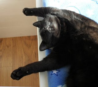 Roxalotl's profile picture. Procrastinator, Uni student and aspiring writer...not exactly the most productive mix.