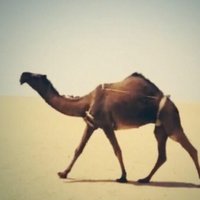 ذهيب الابل (@lauhmoonk2) Twitter profile photo