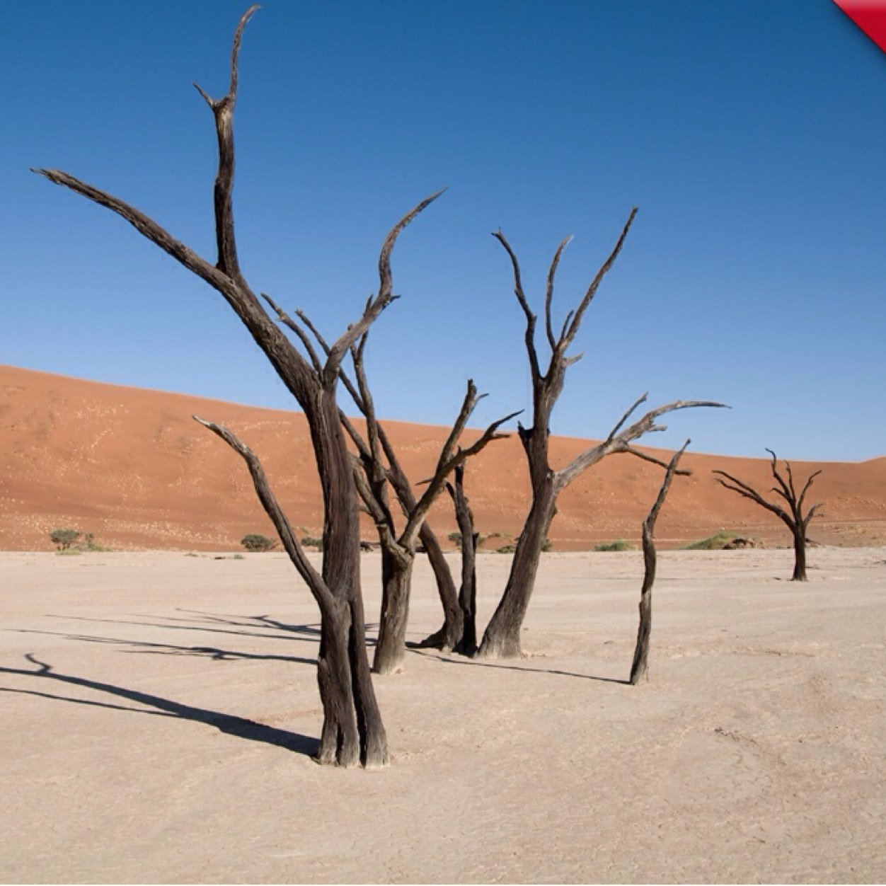 soongbong's profile picture. (اصل السعاده انت وأن تعددت مسمياتها تتفق علا قلبك)