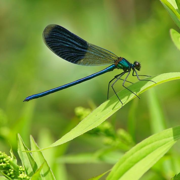 tutubi66's profile picture. 