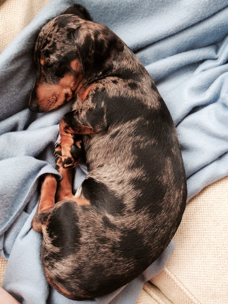 Interior designer with a love of all things beautiful and a slight obsession with dachshunds!