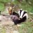 badgerbod's profile image