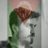 akabaci's profile image