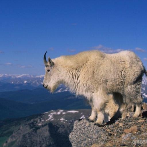 FIFAROGIES's profile picture. 