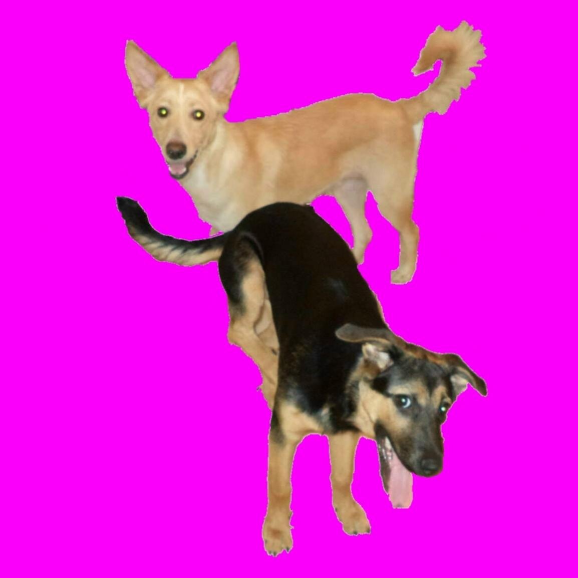 AlmaBlackie's profile picture. Welcome to Alma and Blackie  page.
Please subscribe to our YouTube channel: https://t.co/nD0LdX6dfm
Like us on Facebook: https://t.co/VP5qWUUWmI