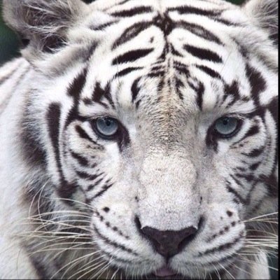 يظل الإنسان في هذه الحياة مثل قلم الرصاص تبريه العثرات ليكتب بخط أجمل حتى يفنى القلم فلا يبقى له إلا جميل ما كتب