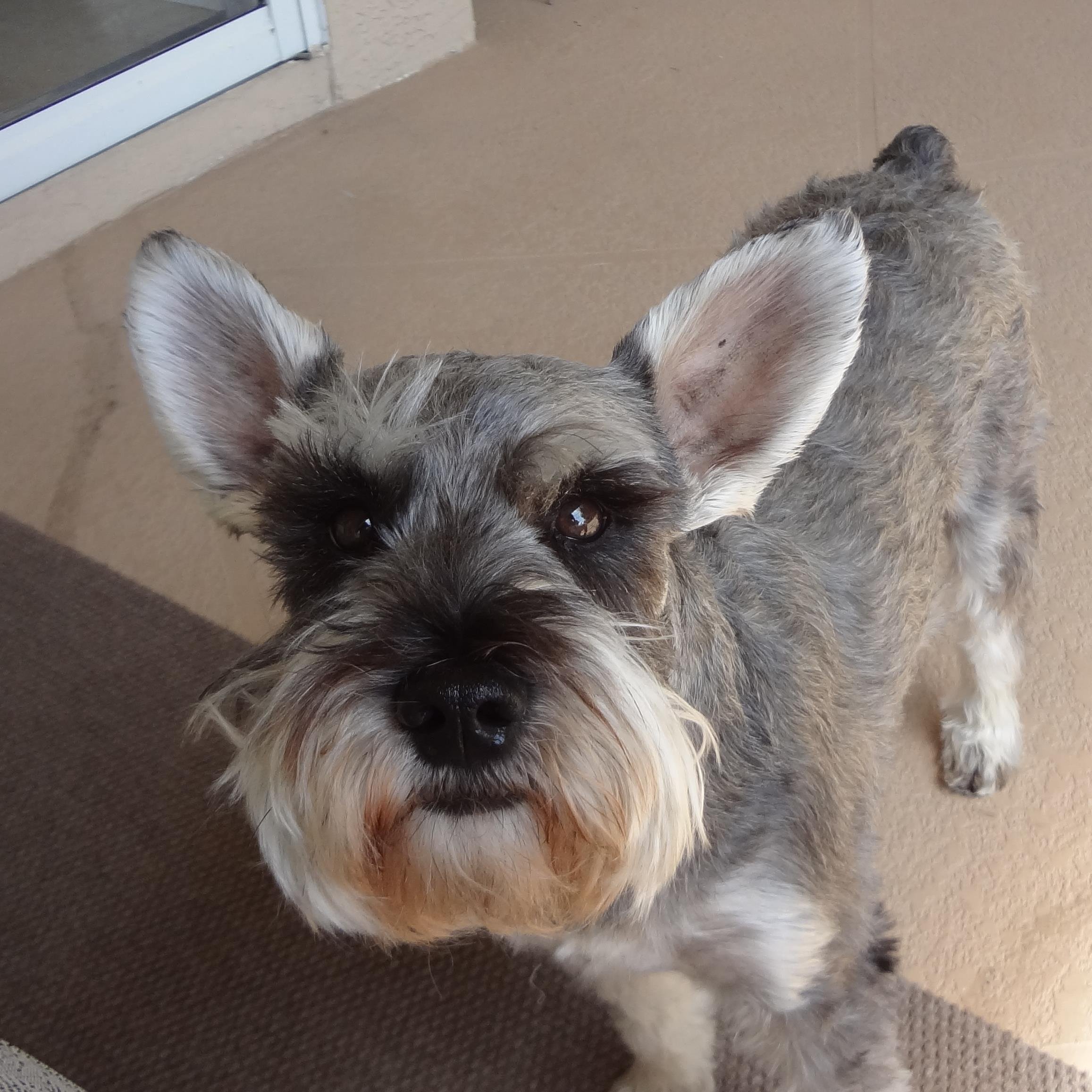 JustJack0101's profile picture. Former Shelter Dog