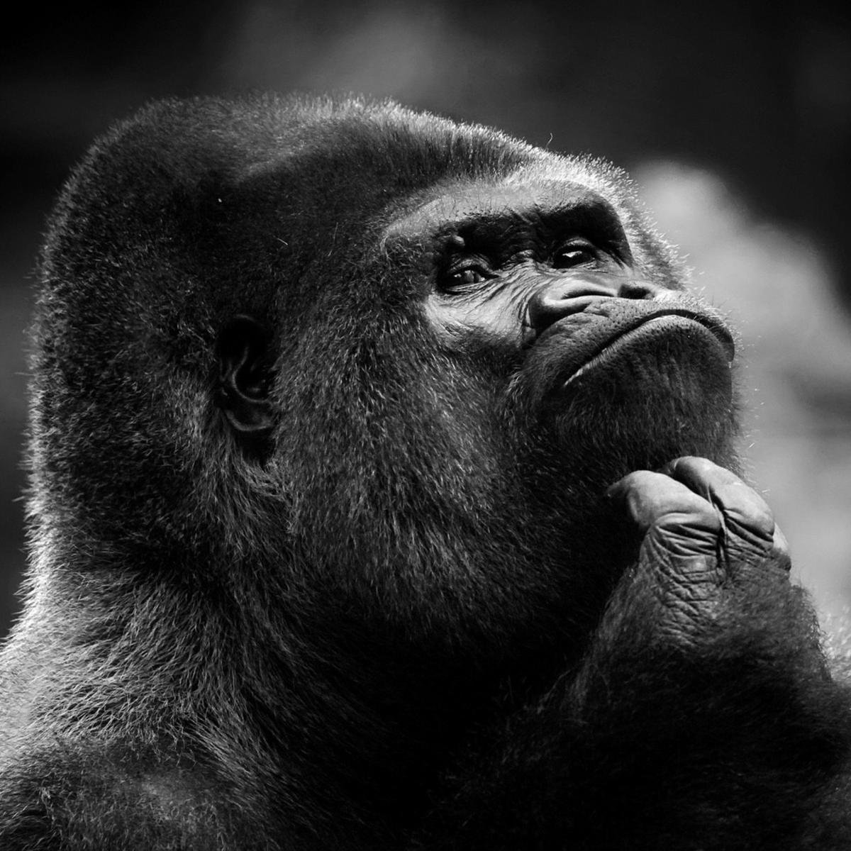 ElGranTres's profile picture. No atribuyas a la maldad lo que puede ser explicado por la ignorancia.