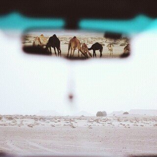 a_7_7_a's profile picture. من يتابعني يبشر بالمتابعة ..