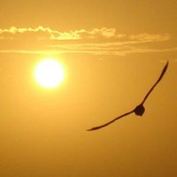 A Vista del Pájaro (@avistadelpajaro) 's Twitter Profile Photo