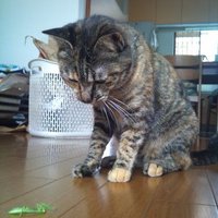 谷水雅俊 (@apacb903) 's Twitter Profile