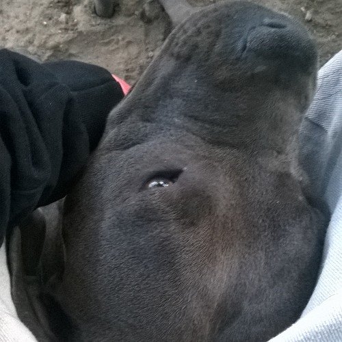 Elvis411's profile picture. I'm 20 years old. I like writing