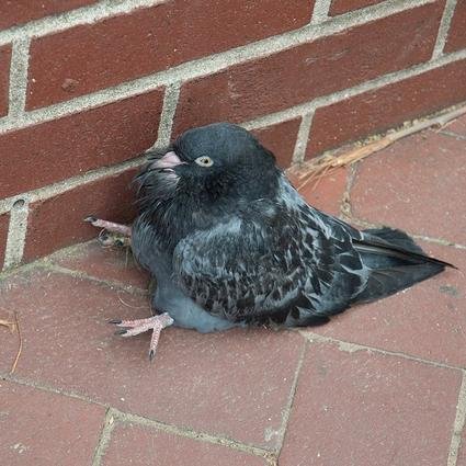 Cheers to all the other lazy Pigeons in the world.

Follow me, I don't mind :)