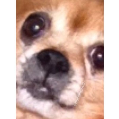 In loving memory of our dear friend, Rosa.

She died at the age of 11 years, because of cancer.

We made a lot of jokes about her funny facial expression. #wuff