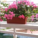 Elizabeth Santana - @EliBrazil14 - Twitter