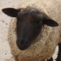 shaun (@shaun_baa) Twitter profile photo