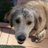 StevenDeeBurt's profile image